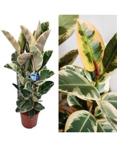 Ficus elastica 3 plant v.25 h.115