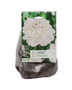 Bulba shumëvjeçare, paeonia lactiflora festiva maxima ,1 cop/pako