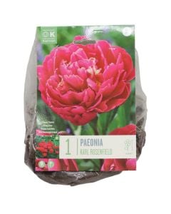 Bulba shumëvjeçare, paeonia lactiflora karl rosenfield  ,1 cop/pako