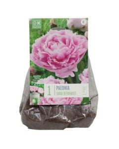 Bulba shumëvjeçare, paeonia lactiflora sarah bernhardt  ,1 cop/pako