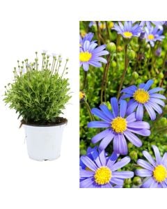 Agatea felica v.14 h.25