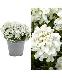 Iberis sempervirens v.14 h.22