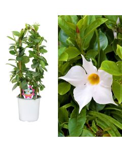 Dipladenia, mandevilla v.17 h.65, double arch