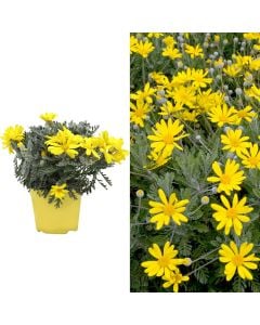 Euryops pectinatus v.14 h.22