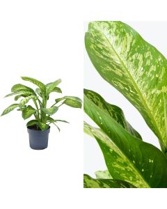 Dieffenbachia tropic snow, 2 plant v.21 h.80-100