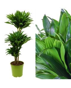 Dracaena compacta 3 plant v.21 h.100