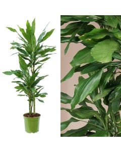 Dracaena janet lind 3 plant v.21 h.130