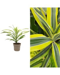 Dracaena lemon lime v.17 h.40