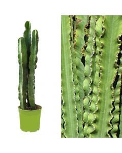 Euphorbia eritrea 3 plant v.27 h.120