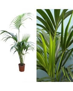 Kentia palm, howea forsteriana v.24 h.180