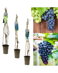 Table grape, vitis mix v.19 h.90
