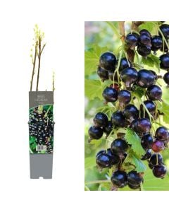 Frut pylli, rrush i eger, ribes nigrum, titania, ben nevis v.15 h.60
