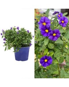 Solanum rantonnetii v.14 h.35