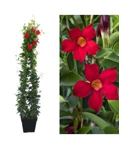 Dipladenia, mandevilla v.28 h.180, pyramid