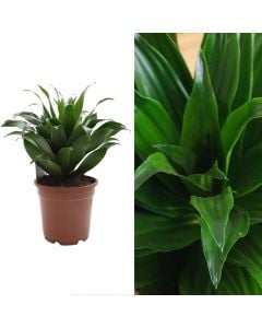 Dracaena compacta v.17 h.45-60