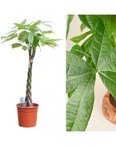 Pachira aquatica v.22 h.110-125