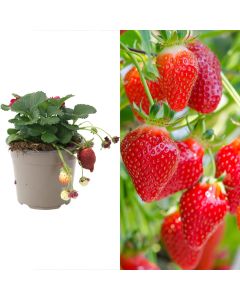 Luleshtrydhe, fragola v.14 h.15