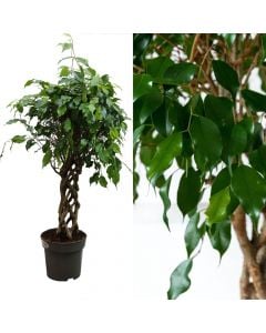 Ficus benjamina exotica v.24 h.100 (special shapes)