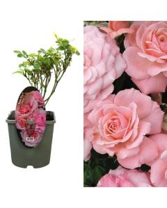 Trendafil, rose floribunda v.14 h.25