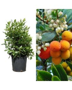 Peme mareje, arbutus unedo v.24 h.70-95 cm