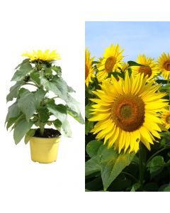 Sunflower, helianthus annuus v.14 h.40
