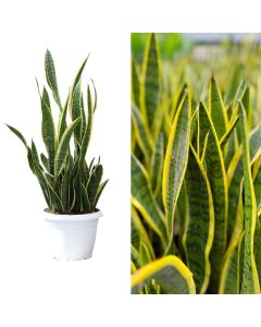 Sansevieria laurentii v.25 h.90