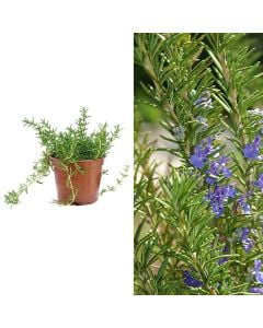 Aromatic herbs, rozmarin v.14