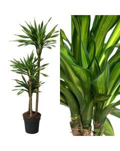 Dracaena riki 3 plant v.24 h.130-150