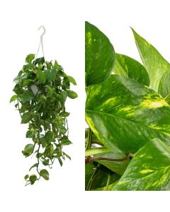 Epipremnum v.19 h.45, hanging