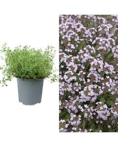 Aromatic herbs, thymus vulgaris v.14 h.20-25