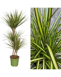 Dracaena marginata kiwi v.21 h.120