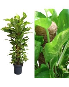 Epipremnum moss stick v.24 h.120