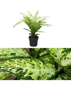 Dieffenbachia vesuvio v.17 h.60-75
