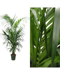 Kentia forsteriana v.23 h.170