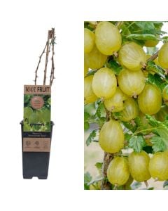 Frut pylli, rrush i eger, ribes uva-crispa hinnonmaki grun v.15 h.60