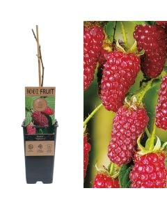 Frut pylli, manaferra, rubus loganberry v.15 h.60