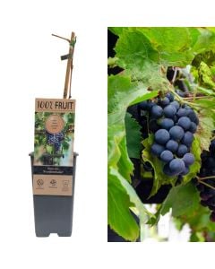 Fidan rrushi per vere, vitis vin frankenthaler v.15 h.60