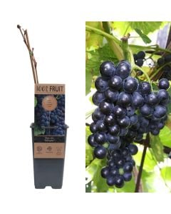 Fidan rrushi per tavoline, vitis vin muscat van alexandrie v.15 h.60