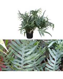 Phlebodium aureum v.17 h.60 hanging