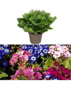 Cineraria pericallis × hybrida v.14 h.20-25