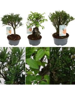 Bonsai mix v.14 h.25