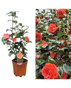 Camellia japonica v.17 h.60