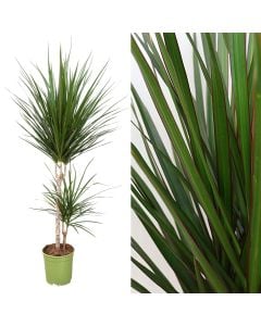 Dracaena marginata 2 plant v.19 h.100