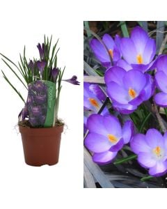 Crocus vernus flower record, blue v.10 h.12