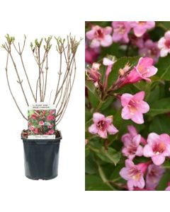 Weigela florida minuet v.17 h.35