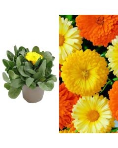 Calendula officinalis v.14 h.20