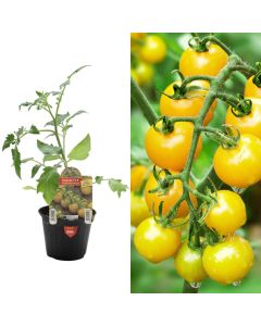 Organic Italian yellow pomodoro seedlings, ciliegino giallo v.10