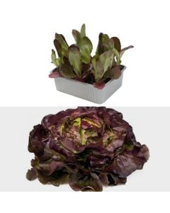 Organic Italian black salad seedlings, cappuccino rosso pack 9
