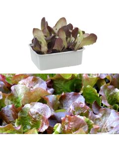 Organic Italian red salad seedlings, 4 stagioni pack 9