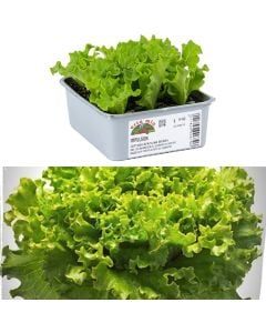 Organic Italian green salad seedlings, gentilina bionda pack 9